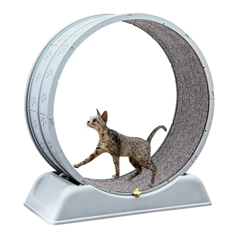 Active Play Systems (Exercise) - PurrLiving