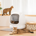 automatic litter box lifestyle 