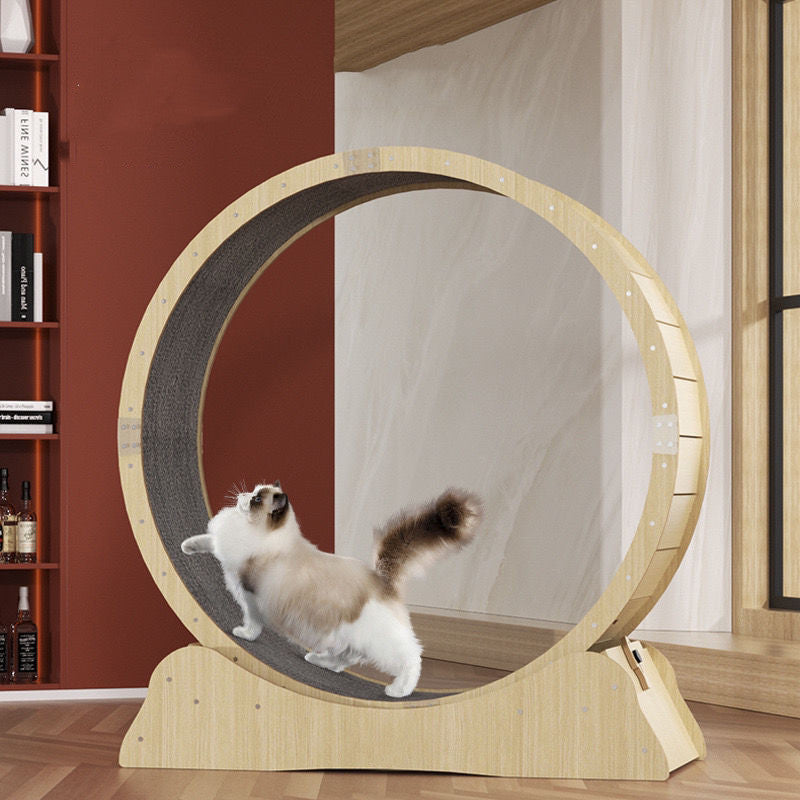 cat exercise wheel in motion
